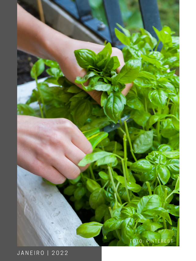 Como ter uma horta em casa?