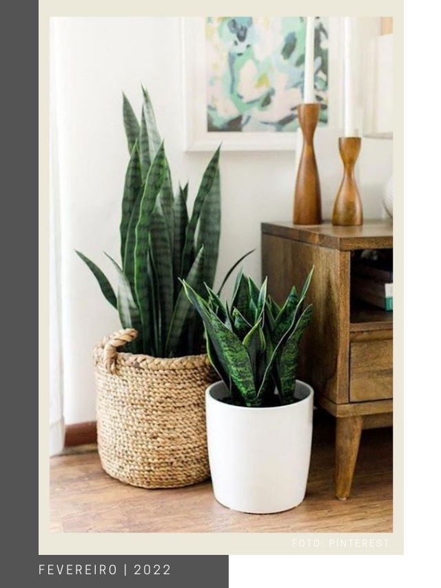 Decorando com espada de São Jorge